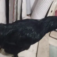 خروس|حیوانات مزرعه|مشهد, امیریه|دیوار