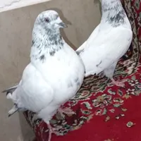 کفتر|پرنده|اراک, |دیوار