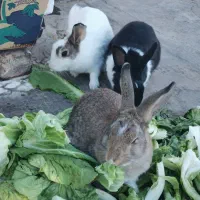 3عدد خرگوش|موش و خرگوش|سنندج, |دیوار