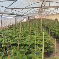 گل و گیاه اپارتمانی کاج مطبق محلات|گل و گیاه طبیعی|محلات, |دیوار