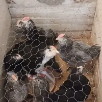 فروش جوجه دو ماهه گلین لری شاه پسند