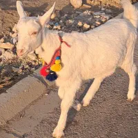 بزغاله سانن اصل فرانسوی|حیوانات مزرعه|شهرآباد, |دیوار