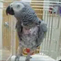 کاسکو