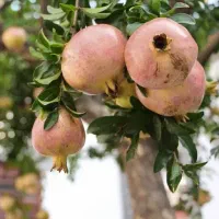 انار