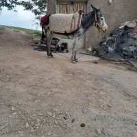 الاغ .خر گله