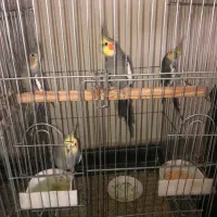 عروس هلندی