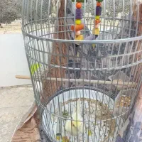 یک عدد عروس هلندی نر به همراه قفس و لوازم