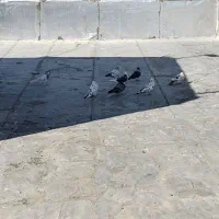 کبوتر کاشونی|پرنده|بروجن, |دیوار