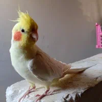 یک جفت عروس سخنگو