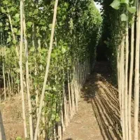 فروش ویژه انواع نهال میوه|خدمات باغبانی و درختکاری|ساری, |دیوار