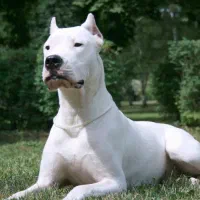 سگ دوگو پیدا شده