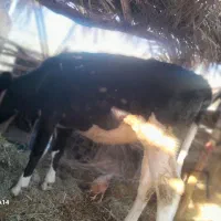 گستر هلشتان وگوساله چرسه