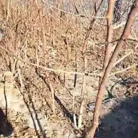 توت دوساله و سه ساله|گل و گیاه طبیعی|شاندیز, |دیوار