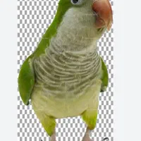 راهب نر سبز رام سخنگو شیطون خیلی کارها بلده