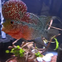 ماهی فلاور هورن|ماهی|تبریز, |دیوار