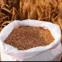 گندم بذر مال شده