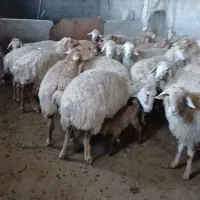 گوسفند|حیوانات مزرعه|قشلاق دشت, |دیوار