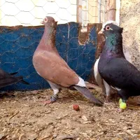 کفتر کاکلی سرخ زاغ قره مینا|پرنده|خواف, |دیوار