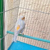 قناری نقره ای نرمست شلاقی .انگشتر.سهره.عروس هلندی