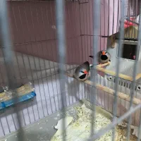 خاص ترین فنچ ایران فنچ وایدا و جامبو big size|پرنده|شیراز, عفیفآباد|دیوار