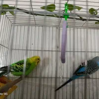 عروس هلندی و مرغ عشق