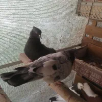 زاغ پرشی|پرنده|فولادشهر, فولادشهر|دیوار