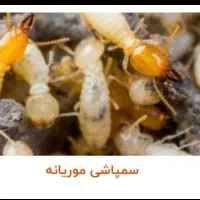 سم پاشی کل حشرات سمپاشی موریانه ساس/تمام مناطق