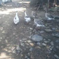 غاز|حیوانات مزرعه|سیاهکل, |دیوار