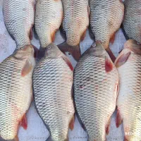 ماهی تازه کپور و غزل سید الان