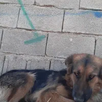 سگ ژرمن مایه واگزاری|سگ|صومای برادوست, |دیوار