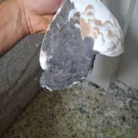 نروماده شهری راست سیاه گل سرخ یال قهوه ای گل زرد|پرنده|شیراز, میانرود|دیوار