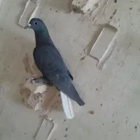 دوتا نر زاغ دم سفید با سبز دم سفید