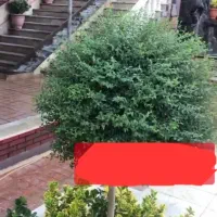 اجاره باغ تالار رویایی در خوشنام ملارد