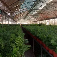 کارگر گلخانه