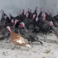 بوقلمون برنز طبیعی ماده|حیوانات مزرعه|پارس‌آباد, |دیوار