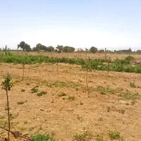 قطعه ۵۰۰ متری درخت فنس کشی شده|فروش دفتر صنعتی، کشاورزی، تجاری|کرج, جهان‌شهر|دیوار