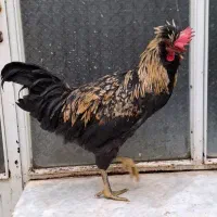 خروس های سالم و درشت - نژاد جهادی و گلپایگانی|حیوانات مزرعه|خمینیشهر, |دیوار