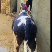 گوساله ماده سیمینتال