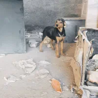 واگذاری سگ|سگ|مشهد, رباط طرق|دیوار