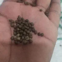 خرید فروش کود اصلی و درجه دو