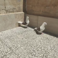 پشتدار کاکلی مهر معاوضه با قلیون برنجی یا سرور
