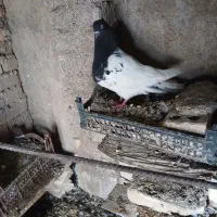 کبوتر|پرنده|اهواز, زرگان|دیوار