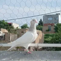 کبوتررنگی ماده