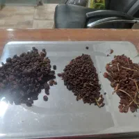 بی دونه آفتابی بدونه هسته|خوردنی و آشامیدنی|ماهدشت, |دیوار