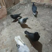 کبوتر کفتر..|پرنده|سبزوار, گلشن|دیوار