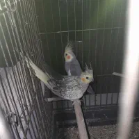 یک جفت عروس هلندی