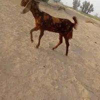 بز مری پلنگی اصل