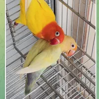 طوطی برزیلی|پرنده|کرج, شهرک بنفشه|دیوار