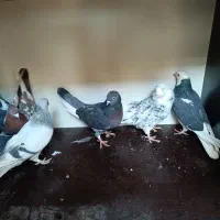 ۶ عدد کبوتر به قیمت مناسب|پرنده|ارومیه, |دیوار