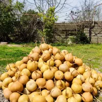 انواع کدو قلیانی